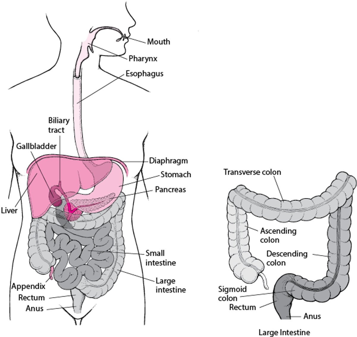 Locating the Rectum and Anus